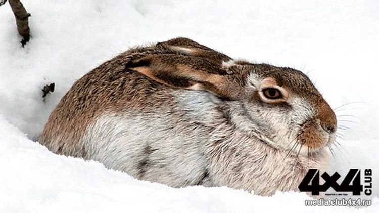 Сибирское прозвище зайца 5 букв. Заяц матёрый шутки.