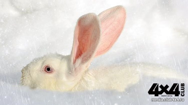 Охота на зайца-беляка и зайца-русака в Беларуси: что нужно знать