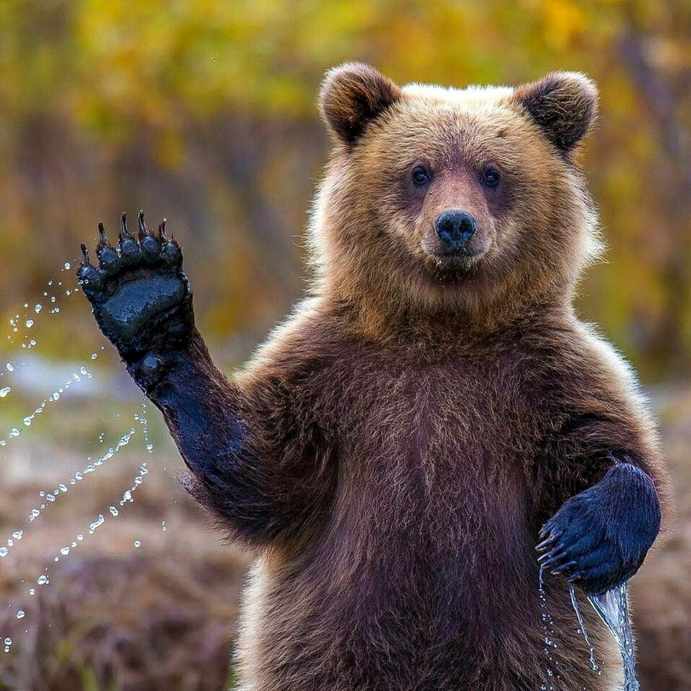 Медведи съели УАЗ в Магаданской области