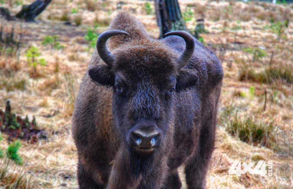Белоруссия: тихими тропами к достопримечательностям Гродно и Беловежской пущи