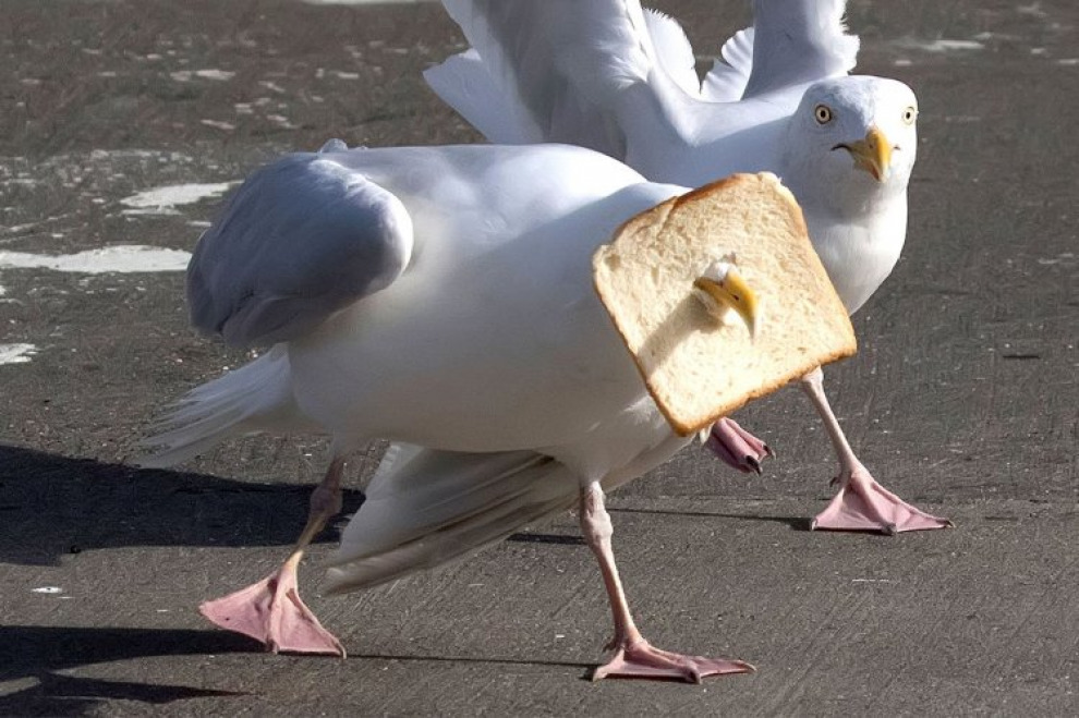 Ford синтезировал птичий помёт