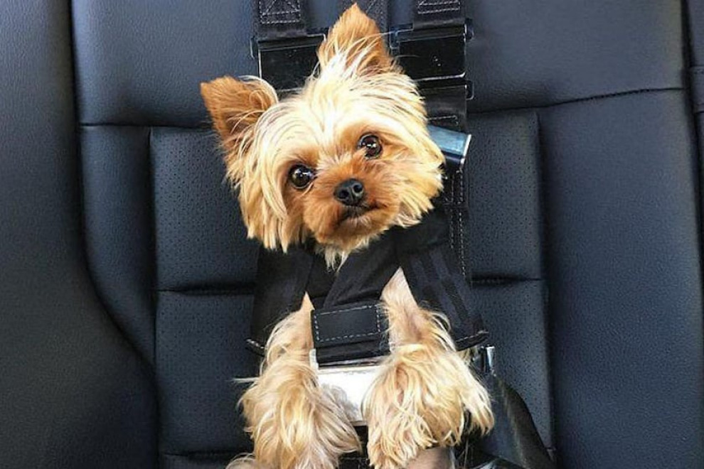 Ford разрабатывает ремни безопасности для собак