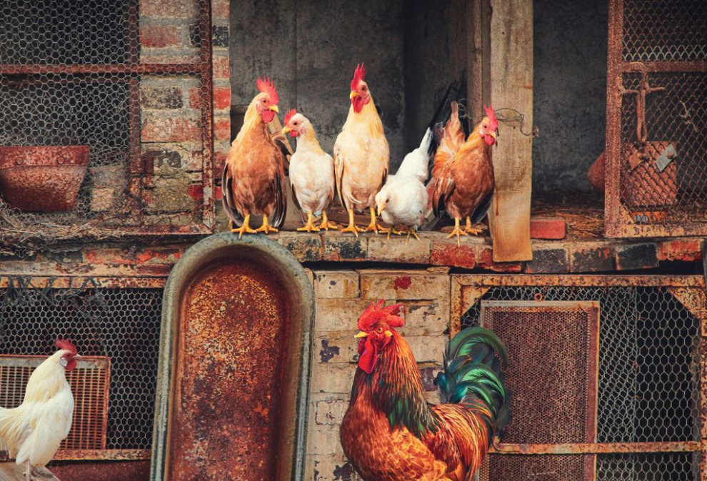 Что такое «куриный налог» и как он мешает продавать пикапы в Америке? 