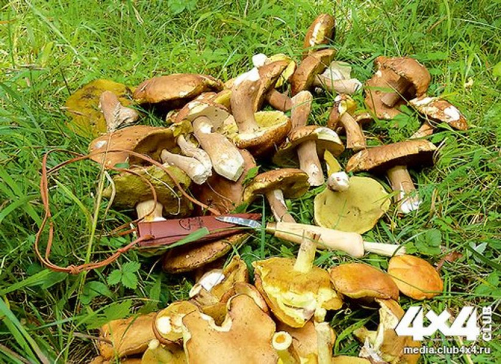 Рецепт на выходные. Суп и жаркое из грибов