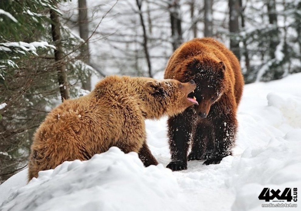 Особенности медвежьей охоты