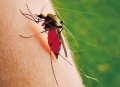 Борьба с комарами – летняя необходимость каждого человека